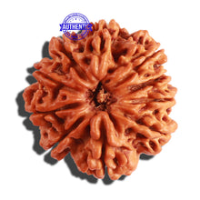 Load image into Gallery viewer, 10 Mukhi Nepalese Rudraksha - Bead No 317