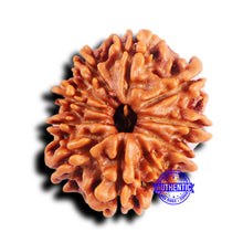 Load image into Gallery viewer, 10 Mukhi Nepalese Rudraksha - Bead No. 416