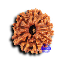 Load image into Gallery viewer, 10 Mukhi Nepalese Rudraksha - Bead No. 422