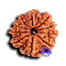 Load image into Gallery viewer, 10 Mukhi Nepalese Rudraksha - Bead No 423