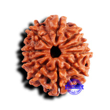 Load image into Gallery viewer, 10 Mukhi Nepalese Rudraksha - Bead No 426