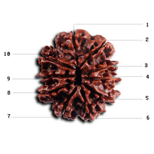 Load image into Gallery viewer, 10 Mukhi Nepalese Rudraksha - Bead No 439