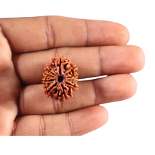 Load image into Gallery viewer, 10 Mukhi Nepalese Rudraksha - Bead No. 441
