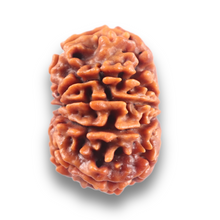Load image into Gallery viewer, 10 Mukhi Nepalese Rudraksha - Bead No. 441