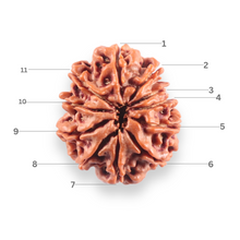 Load image into Gallery viewer, 10 Mukhi Nepalese Rudraksha - Bead No. 442