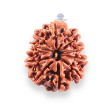 Load image into Gallery viewer, 10 Mukhi Nepalese Rudraksha - Bead No. 442
