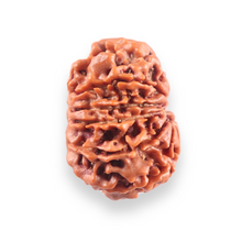 Load image into Gallery viewer, 10 Mukhi Nepalese Rudraksha - Bead No. 442