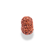 Load image into Gallery viewer, 10 Mukhi Nepalese Rudraksha - Bead No. 443