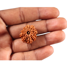Load image into Gallery viewer, 10 Mukhi Nepalese Rudraksha - Bead No. 450