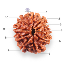 Load image into Gallery viewer, 10 Mukhi Nepalese Rudraksha - Bead No 451