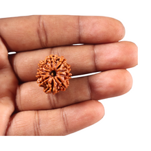 Load image into Gallery viewer, 10 Mukhi Nepalese Rudraksha - Bead No 451