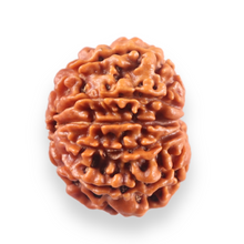 Load image into Gallery viewer, 10 Mukhi Nepalese Rudraksha - Bead No 451
