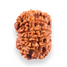 Load image into Gallery viewer, 10 Mukhi Nepalese Rudraksha - Bead No 452