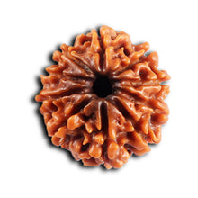 Load image into Gallery viewer, 10 Mukhi Nepalese Rudraksha - Bead No. 436