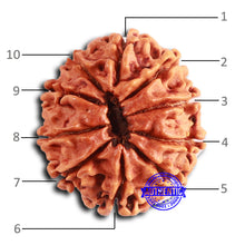 Load image into Gallery viewer, 10 Mukhi Nepalese Rudraksha - Bead No. 403