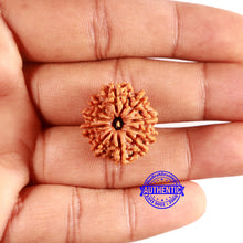 Load image into Gallery viewer, 10 Mukhi Nepalese Rudraksha - Bead No. 404