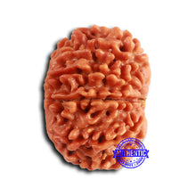 Load image into Gallery viewer, 10 Mukhi Nepalese Rudraksha - Bead No. 404