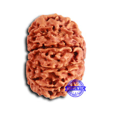 Load image into Gallery viewer, 10 Mukhi Nepalese Rudraksha - Bead No. 403