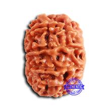 Load image into Gallery viewer, 10 Mukhi Nepalese Rudraksha - Bead No. 404