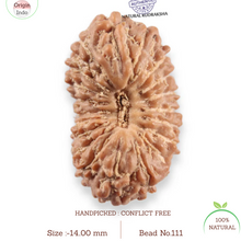 Load image into Gallery viewer, 20 Mukhi Indonesian Rudraksha - Bead 111