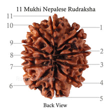 Load image into Gallery viewer, 11 Mukhi Nepalese Rudraksha - Bead No. 140