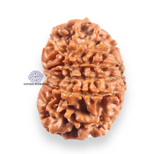 Load image into Gallery viewer, 11 Mukhi Nepalese Rudraksha - Bead No.405