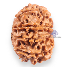 Load image into Gallery viewer, 11 Mukhi Nepalese Rudraksha - Bead No.405