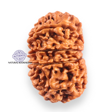Load image into Gallery viewer, 11 Mukhi Nepalese Rudraksha - Bead No. 412