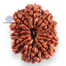 Load image into Gallery viewer, 11 Mukhi Nepalese Rudraksha - Bead No. 413