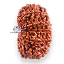 Load image into Gallery viewer, 11 Mukhi Nepalese Rudraksha - Bead No. 413