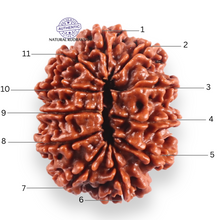 Load image into Gallery viewer, 11 Mukhi Nepalese Rudraksha - Bead No. 413