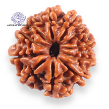 Load image into Gallery viewer, 11 Mukhi Nepalese Rudraksha - Bead No.403
