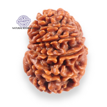 Load image into Gallery viewer, 11 Mukhi Nepalese Rudraksha - Bead No.403