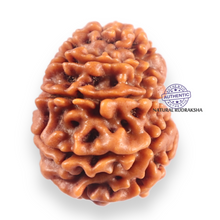 Load image into Gallery viewer, 11 Mukhi Nepalese Rudraksha - Bead No.403