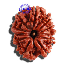 Load image into Gallery viewer, 11 Mukhi Nepalese Ganesha Rudraksha - Bead No. 278