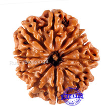Load image into Gallery viewer, 11 Mukhi Nepalese Rudraksha - Bead No. 110