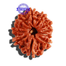 Load image into Gallery viewer, 11 Mukhi Nepalese Rudraksha - Bead No. 208