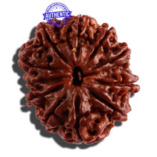 Load image into Gallery viewer, 11 Mukhi Nepalese Rudraksha - Bead No. 249