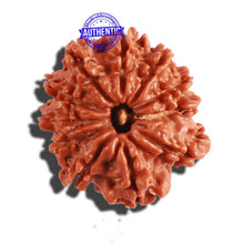 Load image into Gallery viewer, 11 Mukhi Nepalese Rudraksha - Bead No. 261