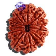 Load image into Gallery viewer, 11 Mukhi Nepalese Rudraksha - Bead No. 293