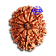 Load image into Gallery viewer, 11 Mukhi Nepalese Rudraksha - Bead No. 323