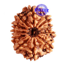 Load image into Gallery viewer, 11 Mukhi Nepalese Rudraksha - Bead No. 325