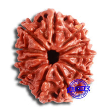 Load image into Gallery viewer, 11 Mukhi Nepalese Rudraksha - Bead No. 332