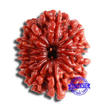 Load image into Gallery viewer, 11 Mukhi Nepalese Rudraksha - Bead No. 340