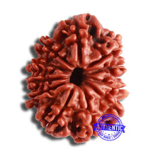 Load image into Gallery viewer, 11 Mukhi Nepalese Rudraksha - Bead No. 347