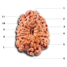 Load image into Gallery viewer, 11 Mukhi Indonesian Rudraksha - Bead No. 252