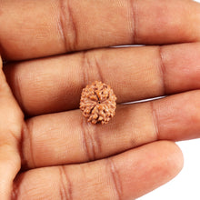 Load image into Gallery viewer, 11 Mukhi Indonesian Rudraksha - Bead No. 253