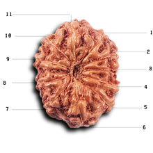 Load image into Gallery viewer, 11 Mukhi Indonesian Rudraksha - Bead No.255