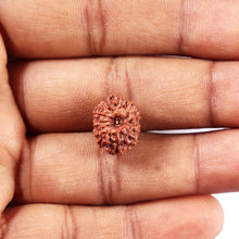 Load image into Gallery viewer, 11 Mukhi Indonesian Rudraksha - Bead No.255