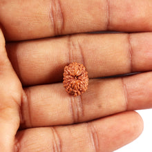 Load image into Gallery viewer, 11 Mukhi Indonesian Rudraksha - Bead No. 259